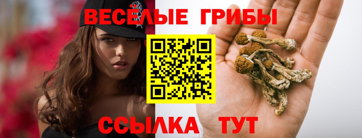 Псилоцибиновые грибы MAGIC MUSHROOMS  Галлюциногенные грибы Psilocybine cubensis  Кисловодск  что такое   Вход с VPN 